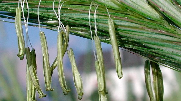 Roggen in blüte mit Staubbeuteln