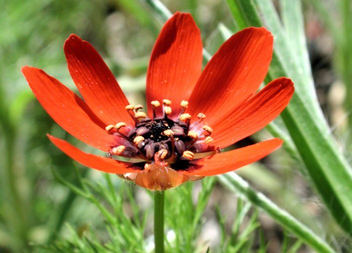 Feuerrotes Blutströpfchen, Feuerrotes Teufelsauge, Adonis flammea, Adonis flamme 