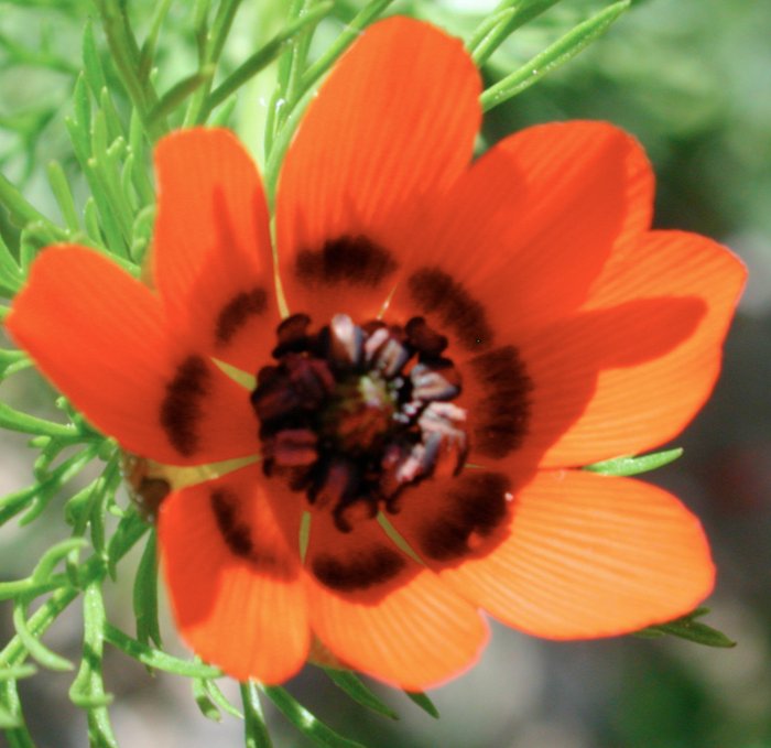 Sommer-Adonis, Adonis aestivalis, Adonis d'été