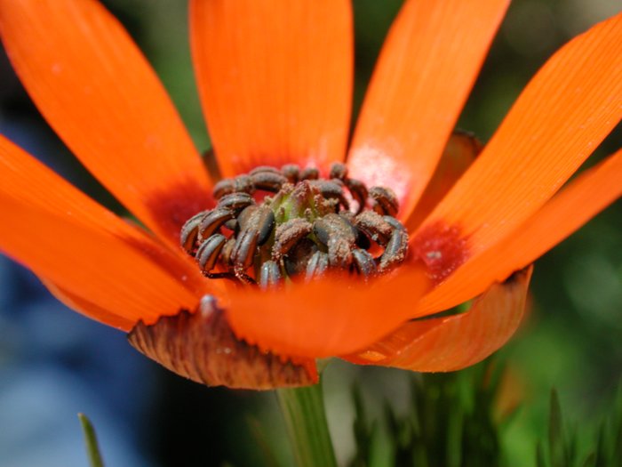 Sommer-Adonis, Adonis aestivalis, Adonis d'été